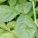 Rubus pruinosus Leaf