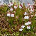 Cassiope hypnoides موطن