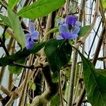 Rotheca myricoides फूल