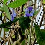 Rotheca myricoides Blüte