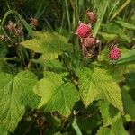 Rubus parviflorus 叶