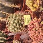 Gymnocalycium pflanzii Hoja