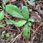 Hieracium albiflorum Blatt
