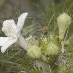 Cnidoscolus angustidens Blomst
