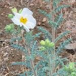 Argemone pleiacantha Flor