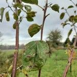 Malus hupehensis Fruchs