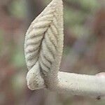 Viburnum lantanoides Leaf