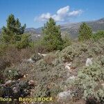 Crocus ligusticus Агульны выгляд