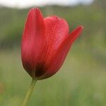 Tulipa planifolia Maua