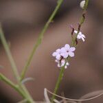 Campylanthus junceus Flower