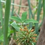 Trifolium alexandrinum Flower