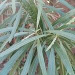 Convolvulus floridus Leaf