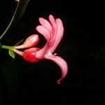Ravenia rosea Floro