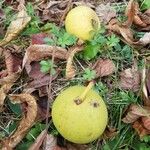 Juglans nigra Fruit