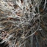 Festuca glauca Blad