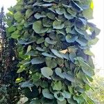 Aristolochia macrophylla Habitat