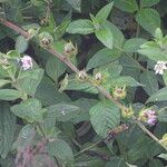 Pavonia schimperiana Flor