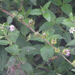 Pavonia schimperiana Blomst