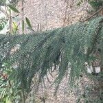 Araucaria heterophylla 葉