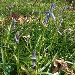 Hyacinthoides non-scriptaFlor