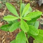 Talinum fruticosum Habit