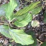 Cornus rugosa Feuille