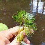 Cabomba caroliniana Blatt