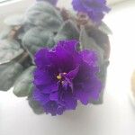 Streptocarpus ionanthus Flor