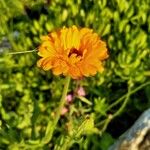 Calendula officinalisFiore