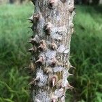 Zanthoxylum ailanthoides Kůra