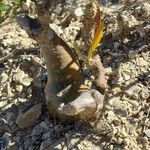 Pachypodium rosulatum Hábito