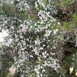 Erica arboreaBloem