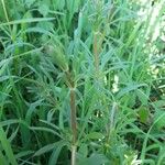 Galium aparine Blad