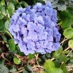 Hydrangea macrophyllaFloare