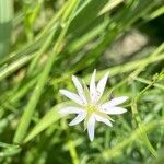 Stellaria graminea Blatt