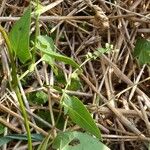 Fallopia convolvulus Blomma