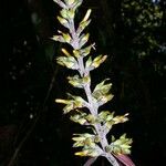 Aechmea angustifolia Diğer