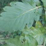 Sorbus intermedia Leaf