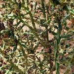 Cylindropuntia kleiniae Habit
