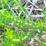 Agathosma capensis Corteza