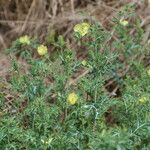 Argemone ochroleuca Habit