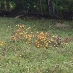 Solanum mammosum Плод