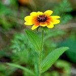 Rudbeckia hirta Habit