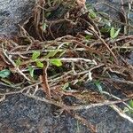 Microgramma vacciniifolia 葉