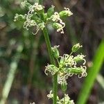 Silene borysthenica