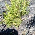 Erica comorensis Otro
