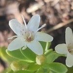 Myoporum parvifolium ᱵᱟᱦᱟ