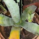 Agave asperrima Leaf