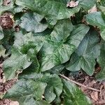 Arum maculatumLeaf