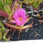 Carpobrotus chilensis